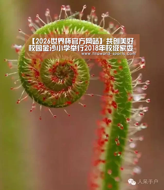 2026世界杯